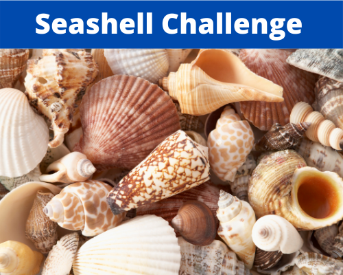Seashell Challenges