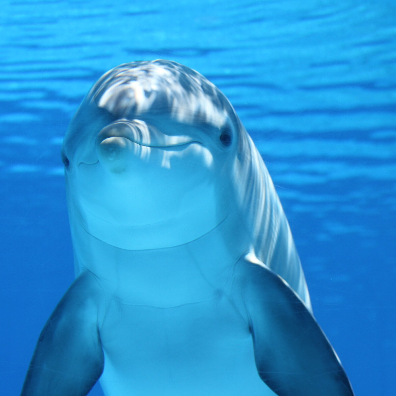 Canva - White and Gray Dolphin on Blue Water