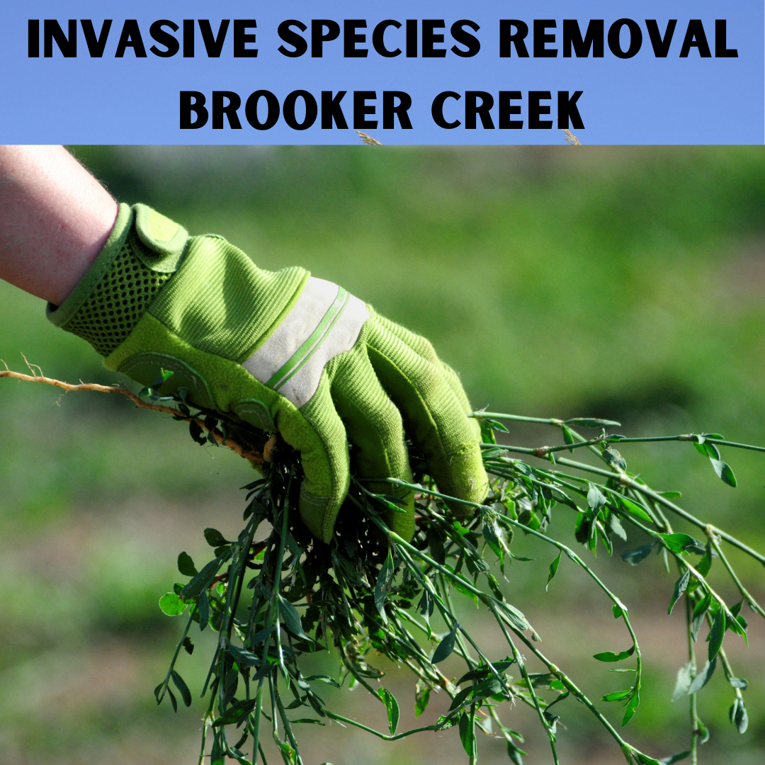 Invasive Species Removal