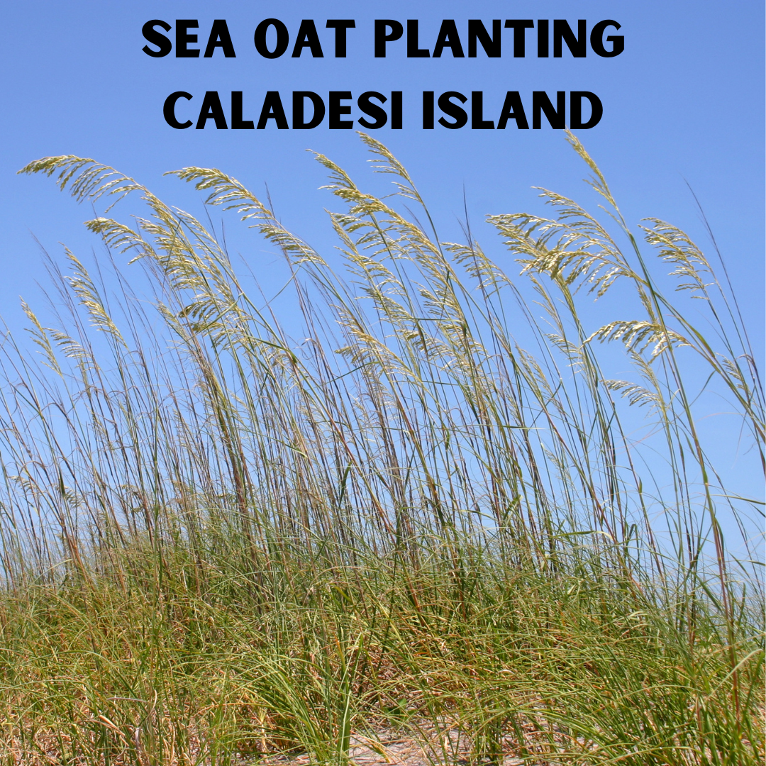 Sea Oat Planting Caladesi Island (2)